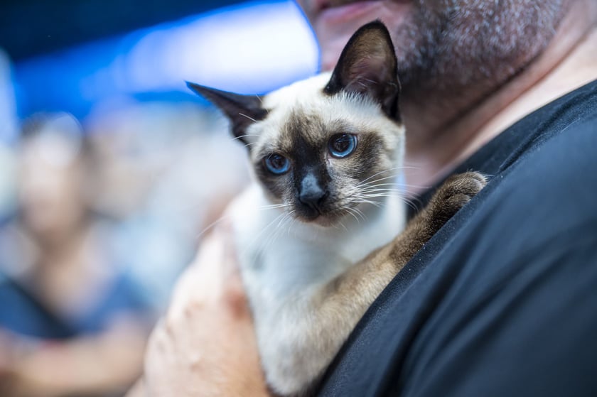 Międzynarodowa wystawa kotów rasowych w hali Orbita we Wrocławiu, 7-8 września 2024